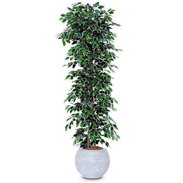 buy-artificial-trees-ficus-nitida-with-variegated-leaf-ascott