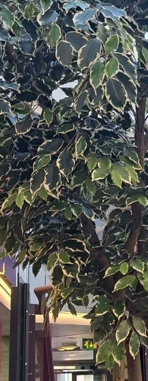 Artificial Tree - Ficus Benjamina - Variegated Leaf