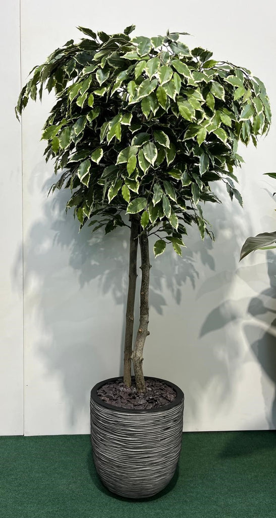 Artificial Tree - Ficus Benjamina - Variegated Leaf