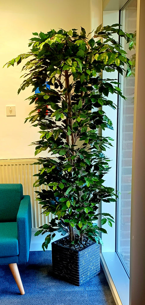 Artificial Tree - Ficus Nitida - Green Leaf