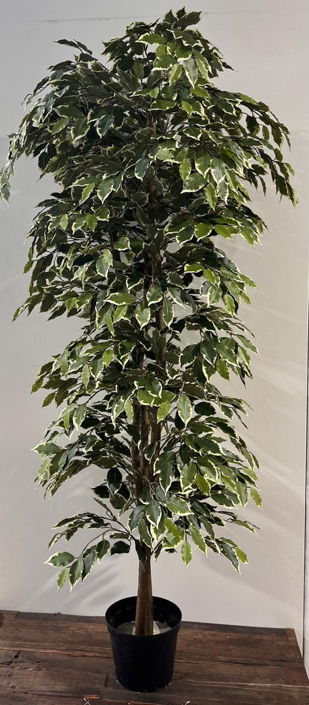 Artificial Tree - Ficus Nitida - Variegated Leaf