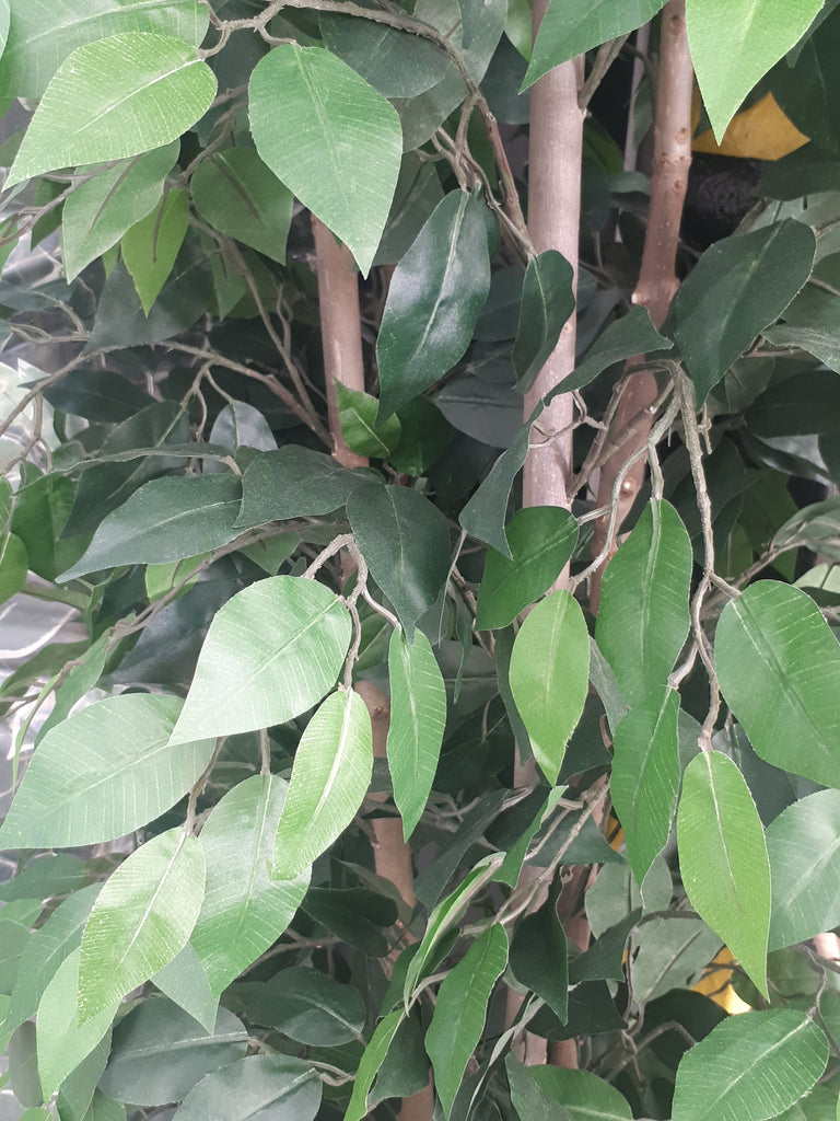Artificial Tree - Ficus Nitida - Green Leaf