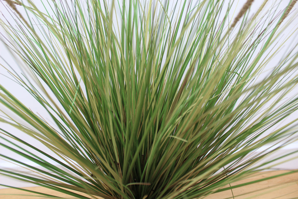 Timothy Grass