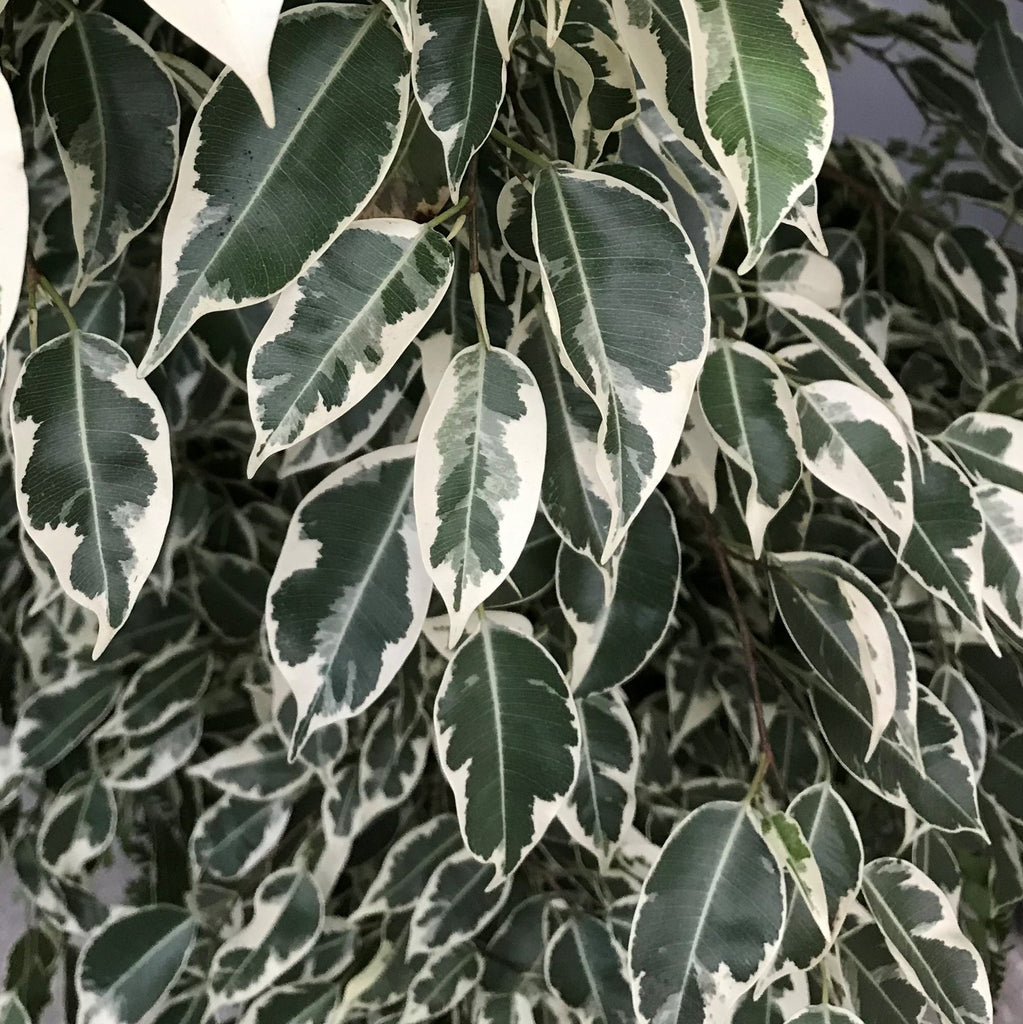 Artificial Tree - Ficus Benjamina - Variegated Leaf